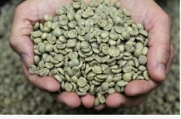 LỚP NHÂN XANH CHUYÊN SÂU (GREEN COFFEE - PROFESSIONAL)